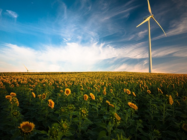 sunflowers-g979e910fb_640_landwirtschaft_strom_pixabay_Pexels